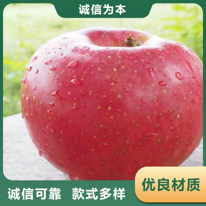 【紅富士蘋果】,紅富士蘋果批發(fā)專業(yè)的生產(chǎn)廠家