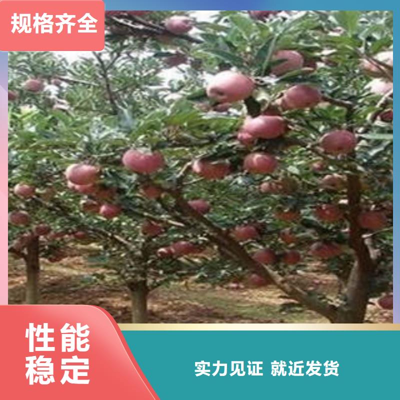 【紅富士蘋果】蘋果種植基地款式多樣