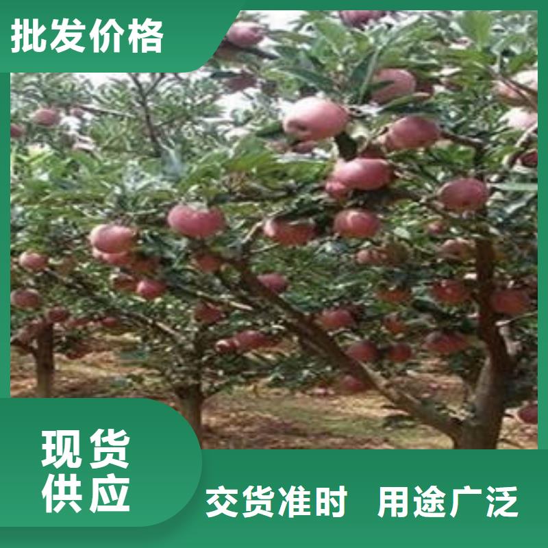 【紅富士蘋果】,紅富士蘋果批發(fā)專業(yè)的生產(chǎn)廠家