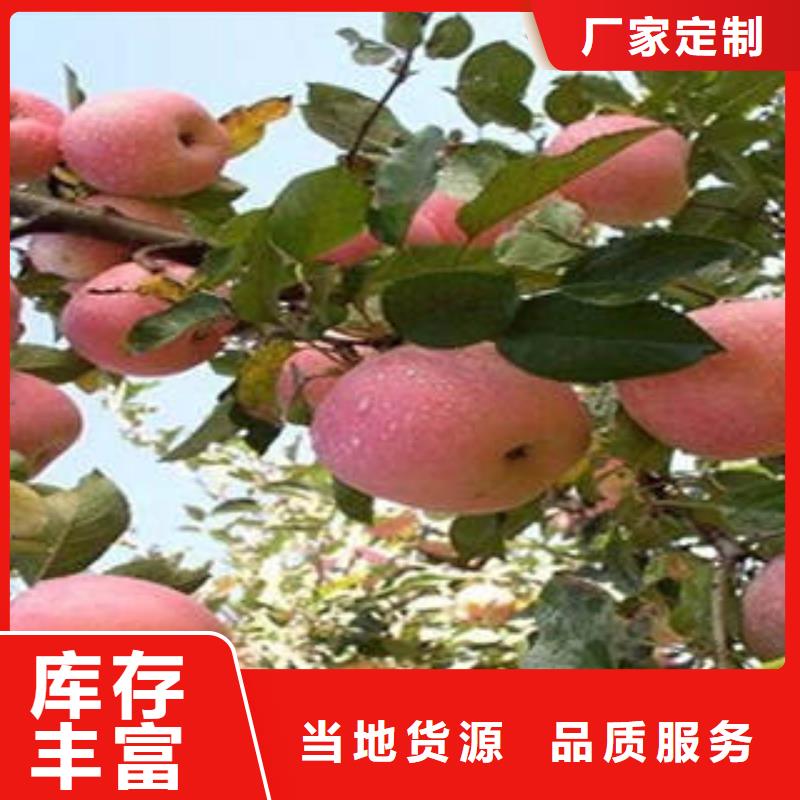 【紅富士蘋果_蘋果種植基地產(chǎn)品性能】