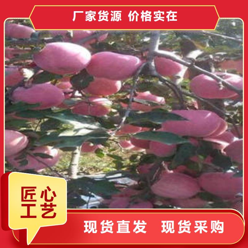 紅富士蘋果嘎啦蘋果認(rèn)準(zhǔn)大品牌廠家