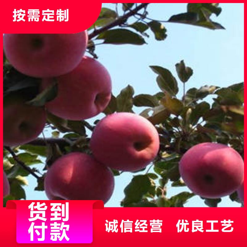 【紅富士蘋果嘎啦蘋果符合行業標準】