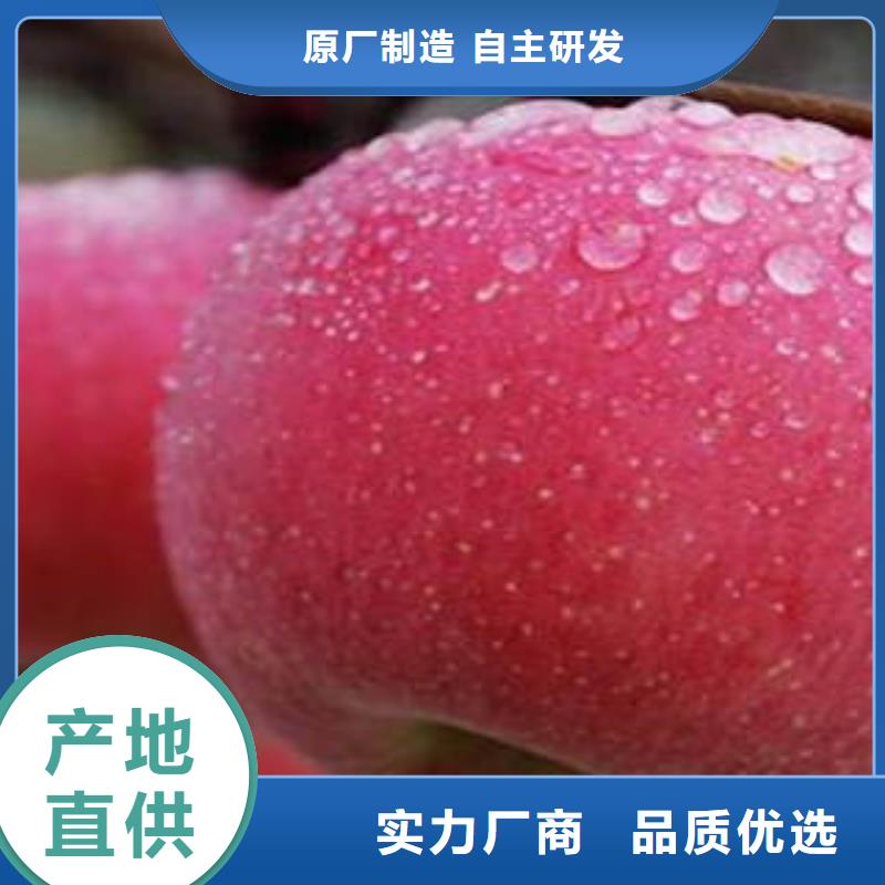 紅富士蘋(píng)果-蘋(píng)果種植基地種類多質(zhì)量好