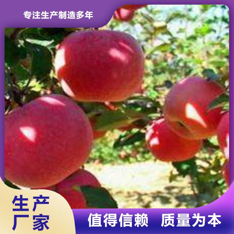 【紅富士蘋果】嘎啦蘋果當?shù)貜S家值得信賴