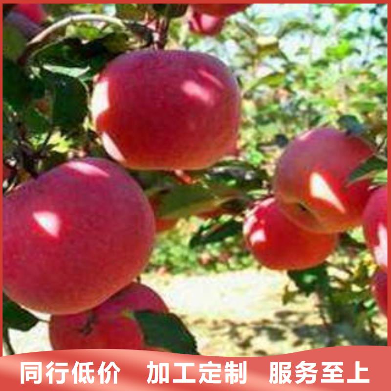 【紅富士蘋果】,紅富士蘋果批發(fā)專業(yè)的生產(chǎn)廠家