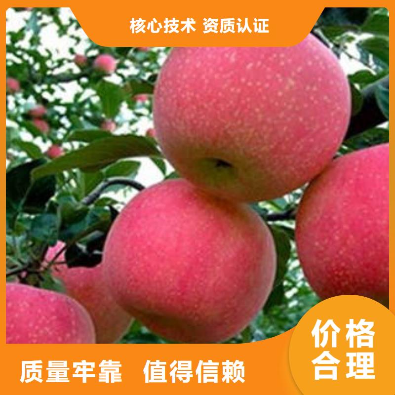 【紅富士蘋果】_紅富士蘋果產(chǎn)地制造廠家