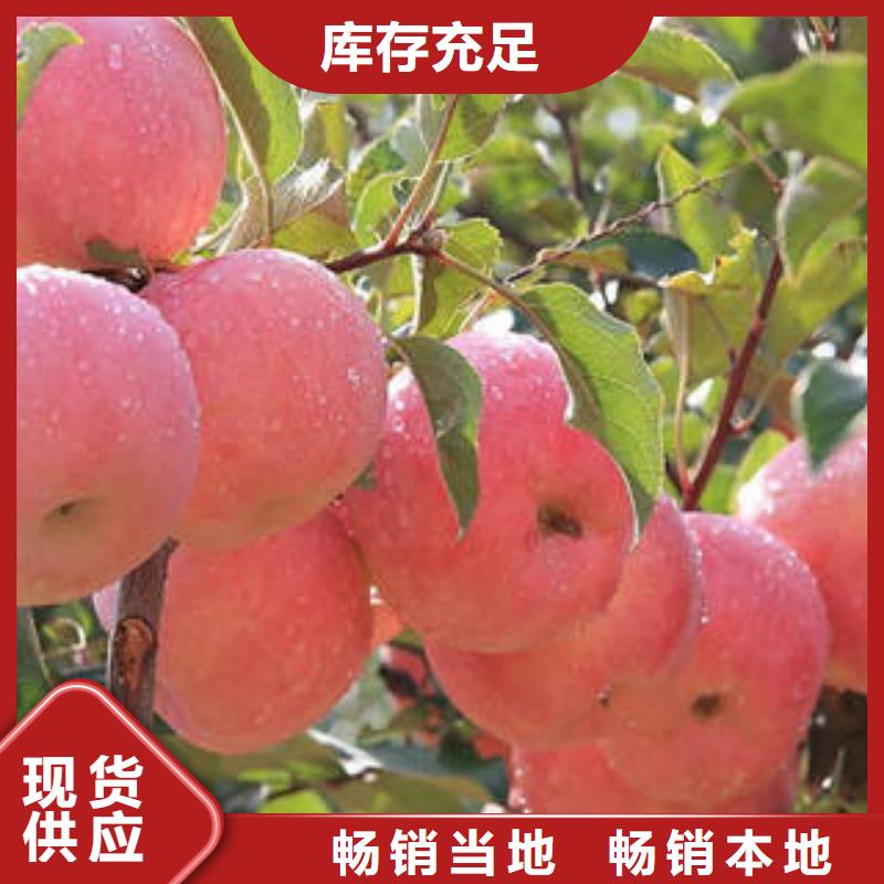 红富士苹果【苹果种植基地】价格合理