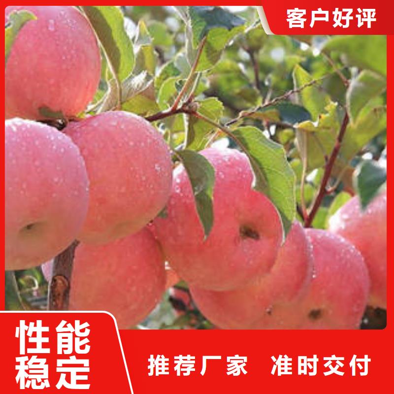 【紅富士蘋果_蘋果種植基地產(chǎn)品性能】