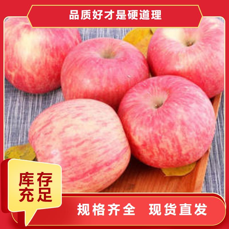 红富士苹果-苹果种植基地售后服务完善