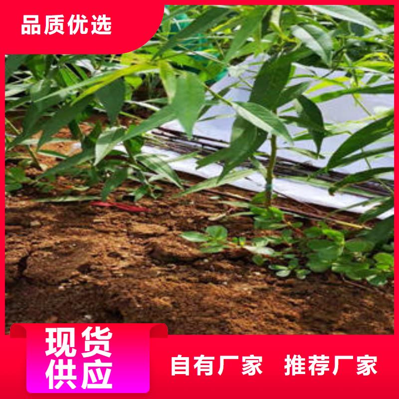 桃樹苗_梨樹苗質量檢測