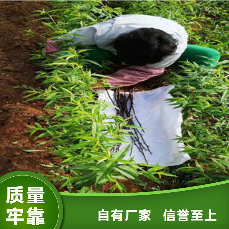 桃树苗花椒苗价格低