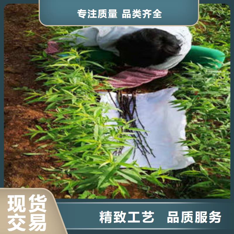 桃樹苗山楂苗性價(jià)比高