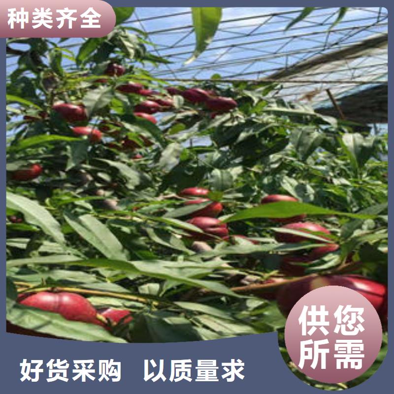 【桃樹苗_花椒苗源頭工廠量大優(yōu)惠】