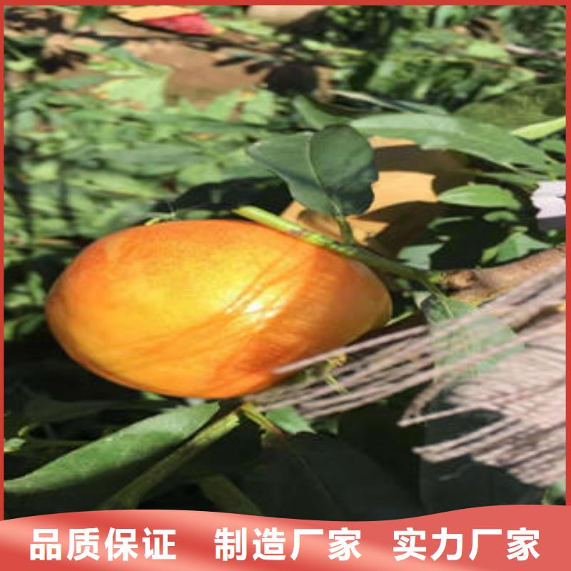 【桃樹苗_花椒苗源頭工廠量大優(yōu)惠】