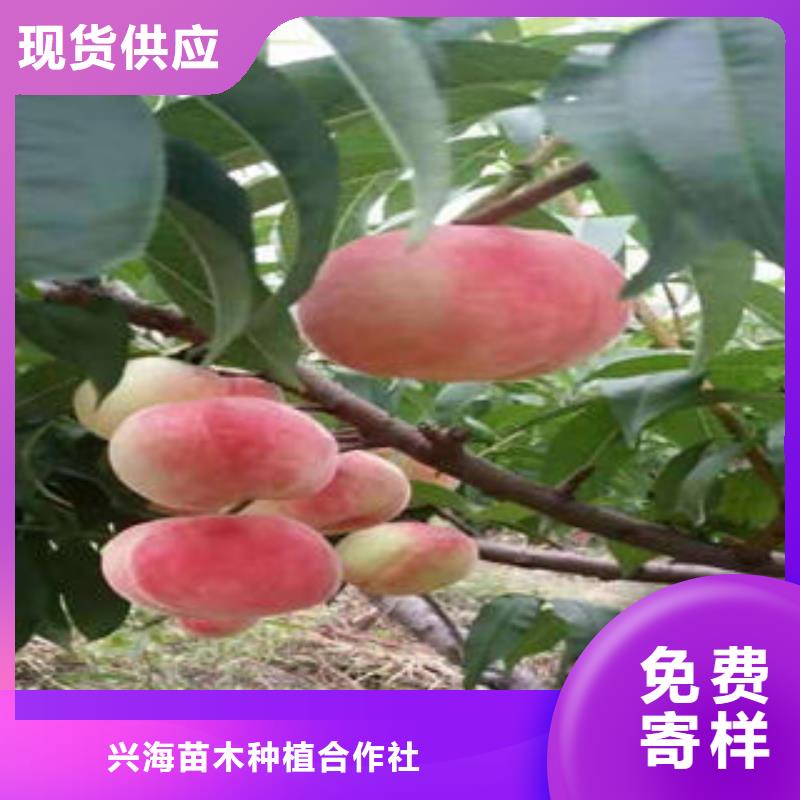 【桃樹(shù)苗老客戶鐘愛(ài)】