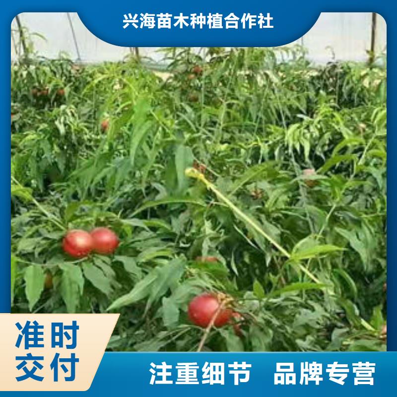 桃樹苗花椒苗品牌專營