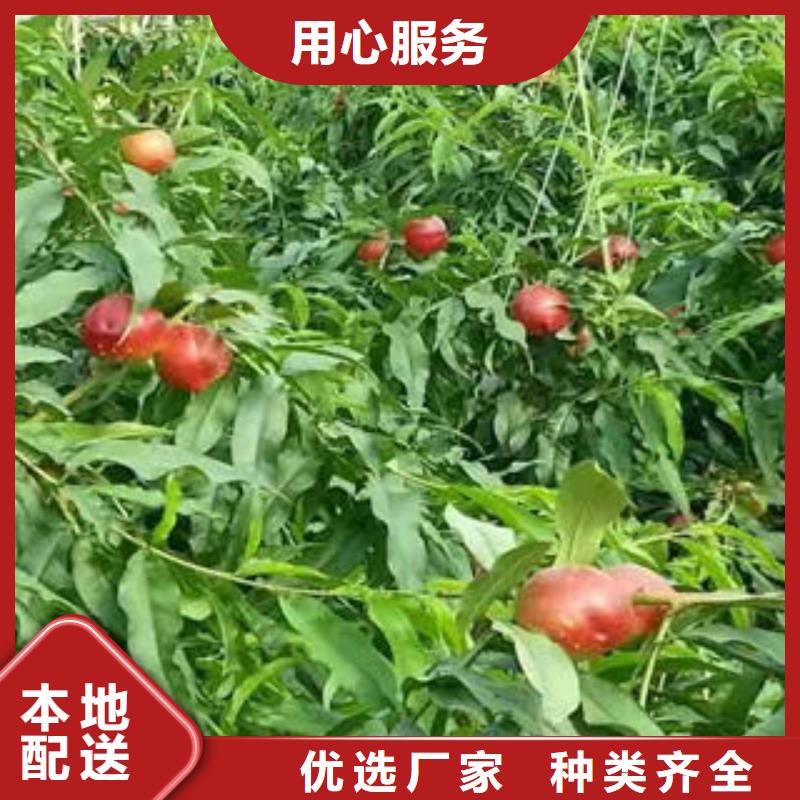 【桃樹苗梨樹苗為品質(zhì)而生產(chǎn)】