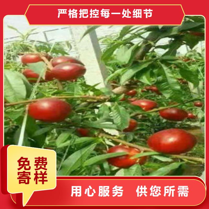 【桃樹(shù)苗花椒苗量大更優(yōu)惠】