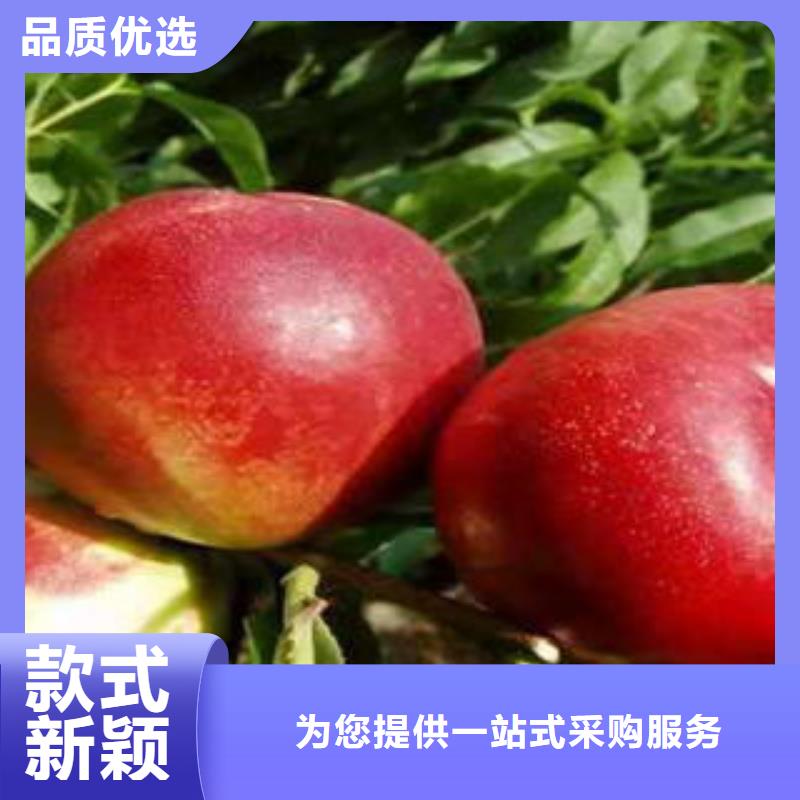 桃樹(shù)苗花椒苗全品類現(xiàn)貨