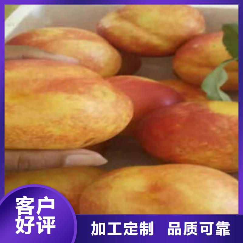 桃樹(shù)苗核桃苗品質(zhì)保證實(shí)力見(jiàn)證