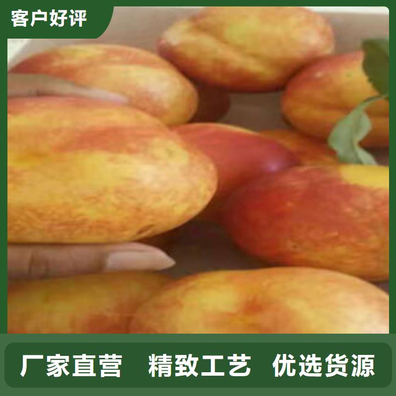 桃樹(shù)苗梨樹(shù)苗追求細(xì)節(jié)品質(zhì)