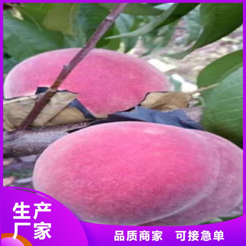 桃樹(shù)苗梨樹(shù)苗追求細(xì)節(jié)品質(zhì)