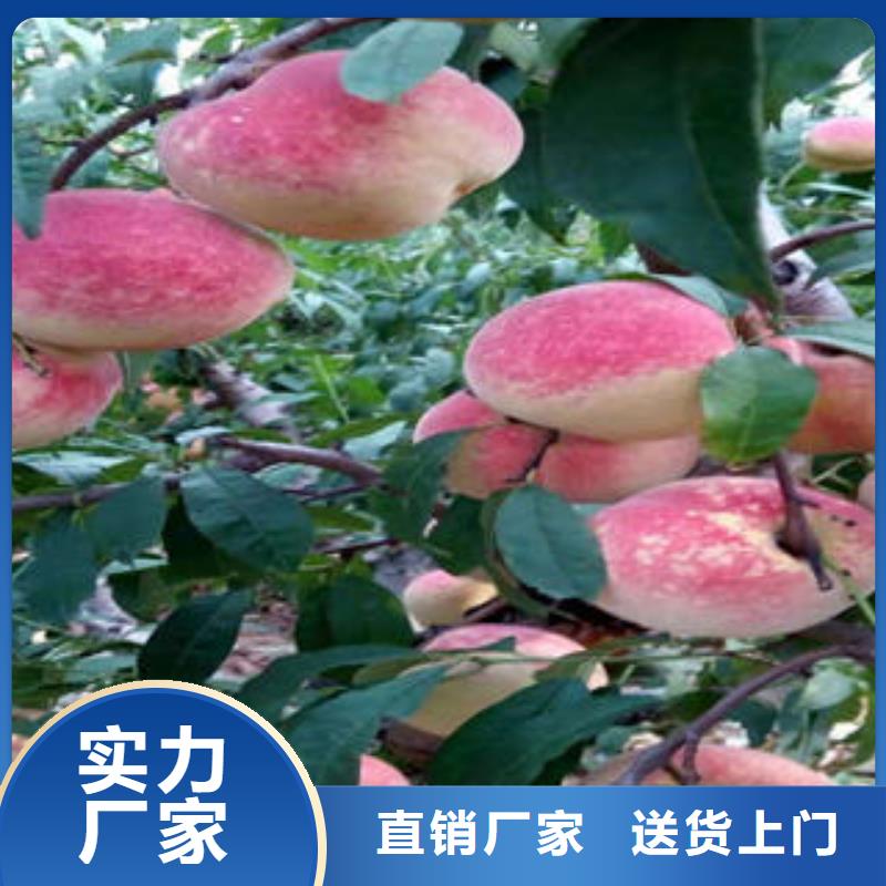 【桃樹苗花椒苗量大更優(yōu)惠】