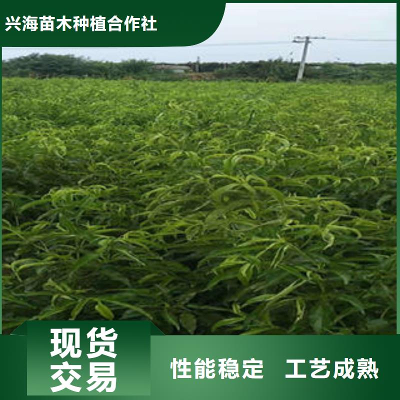 桃樹苗梨樹苗加工定制