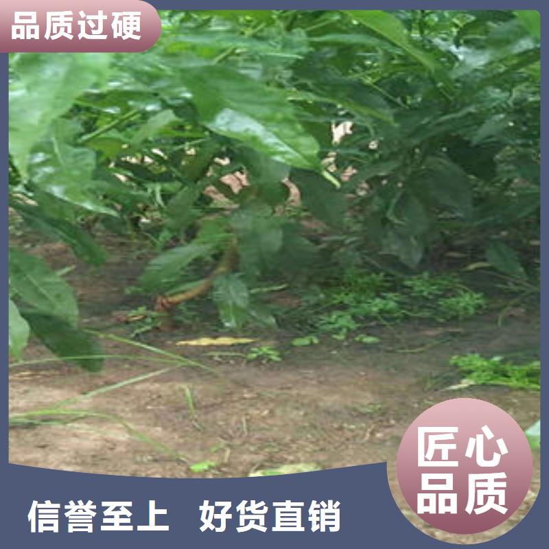 【桃樹苗花椒苗量大更優(yōu)惠】