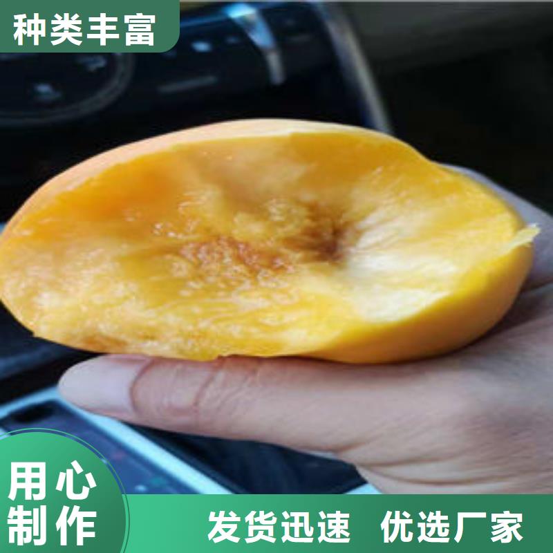 【桃树苗】-苹果苗畅销本地