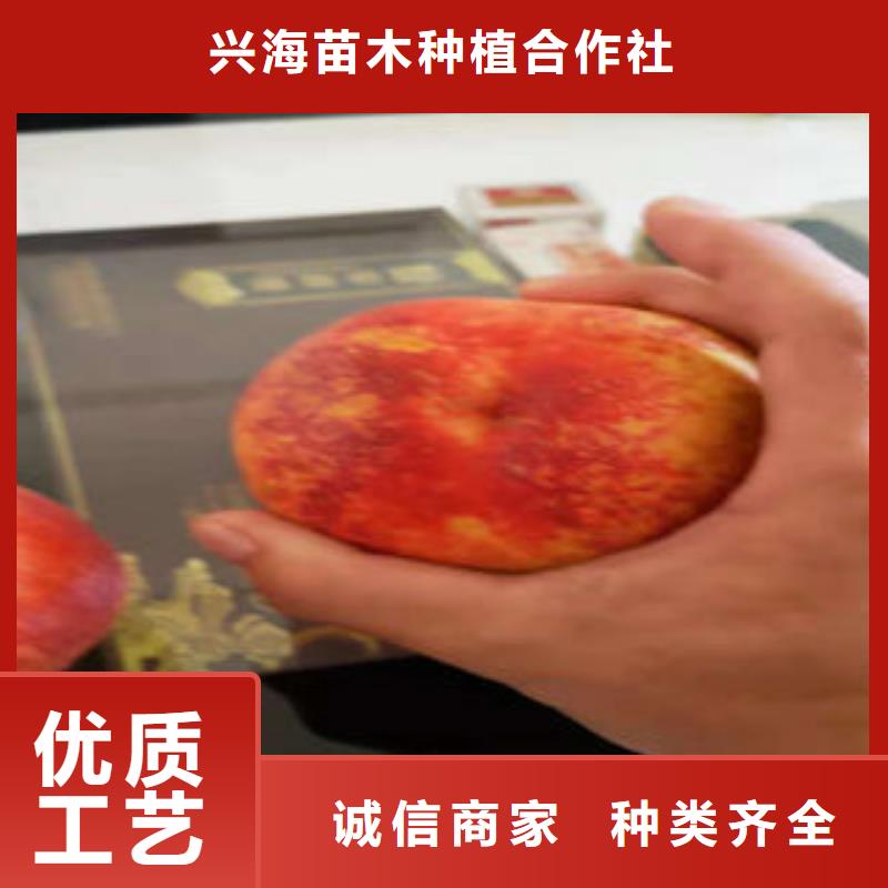 【桃树苗从源头保证品质】