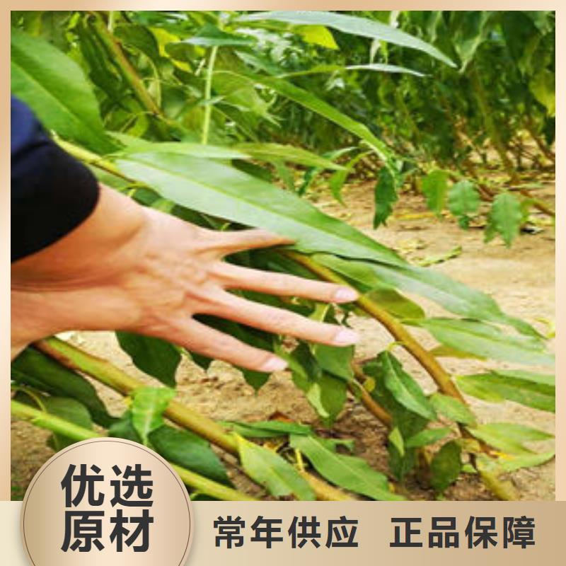 桃樹(shù)苗蘋(píng)果苗值得買