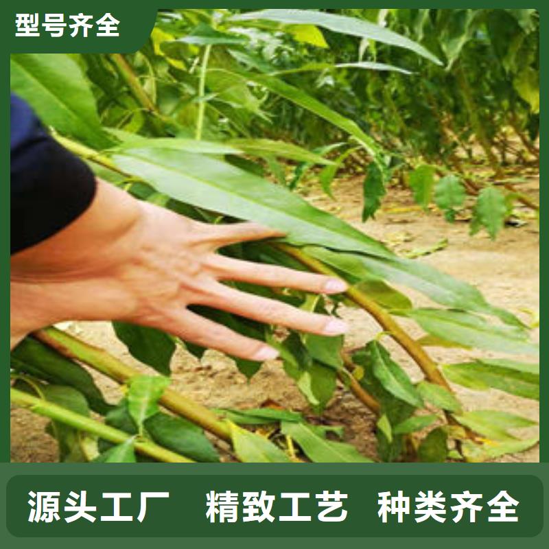 桃树苗,【苹果苗】检验发货