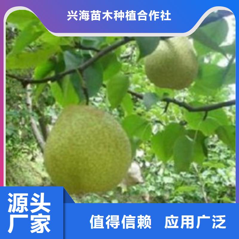 【梨樹苗蘋果苗質量層層把關】