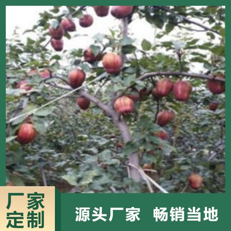 【梨樹苗花椒苗價格實惠工廠直供】