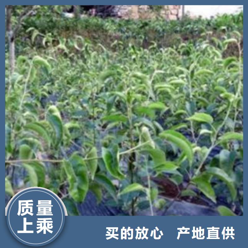 梨樹苗【花椒苗】好貨直銷