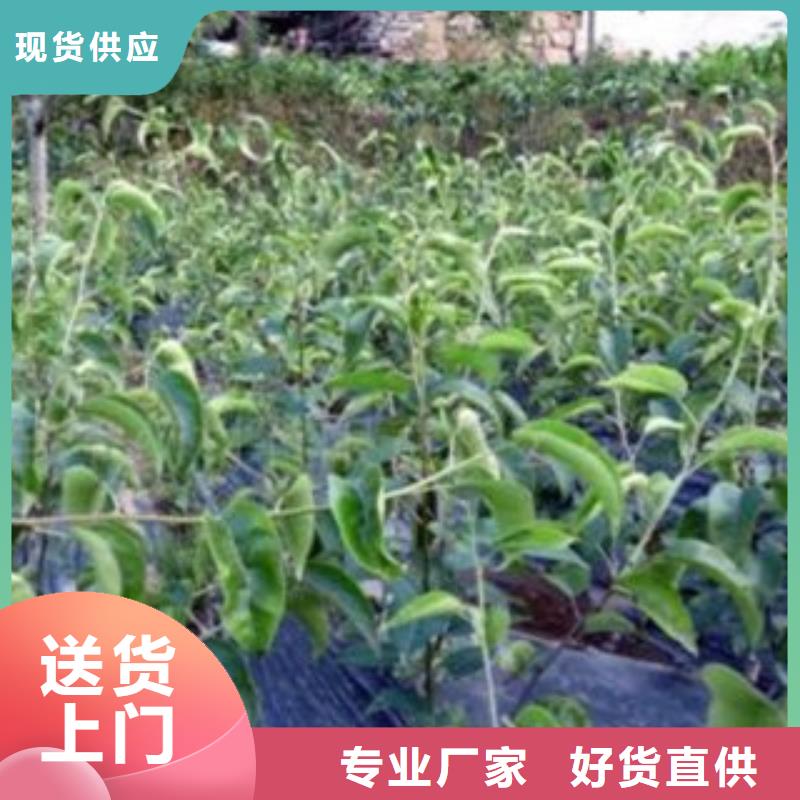 梨樹苗_山楂苗規格型號全