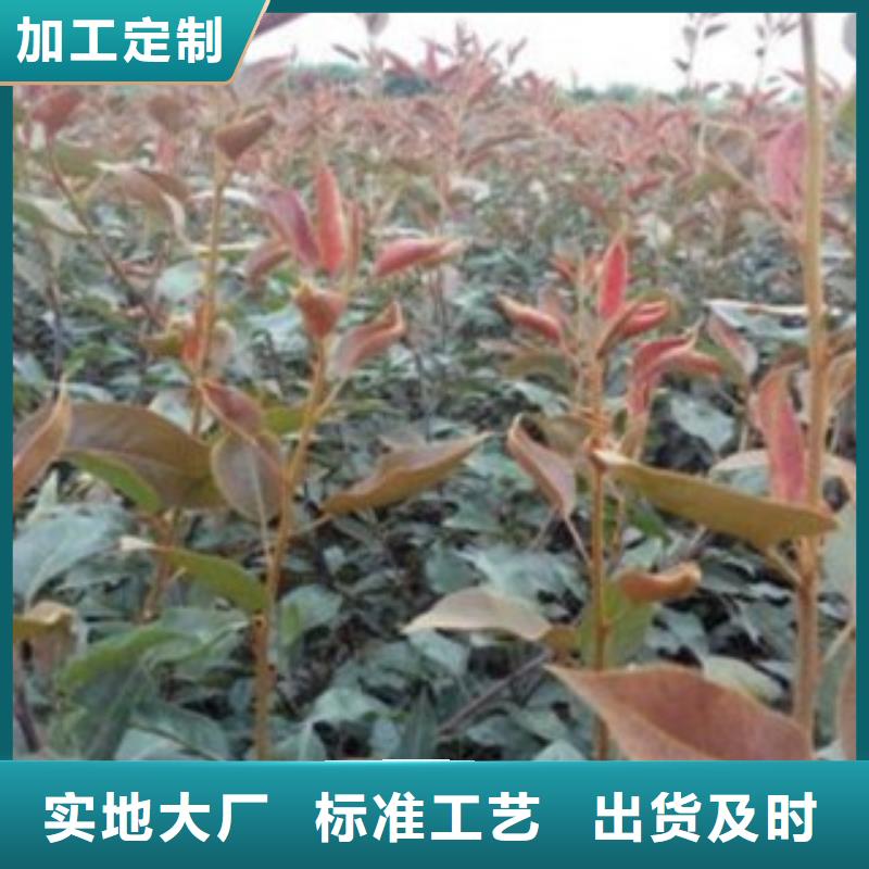 梨樹苗【藍莓苗】優(yōu)質(zhì)貨源