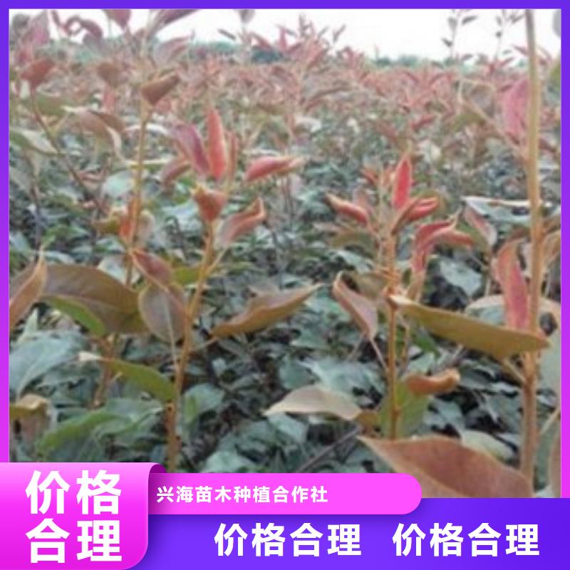 【梨樹苗藍莓苗廠家自營】