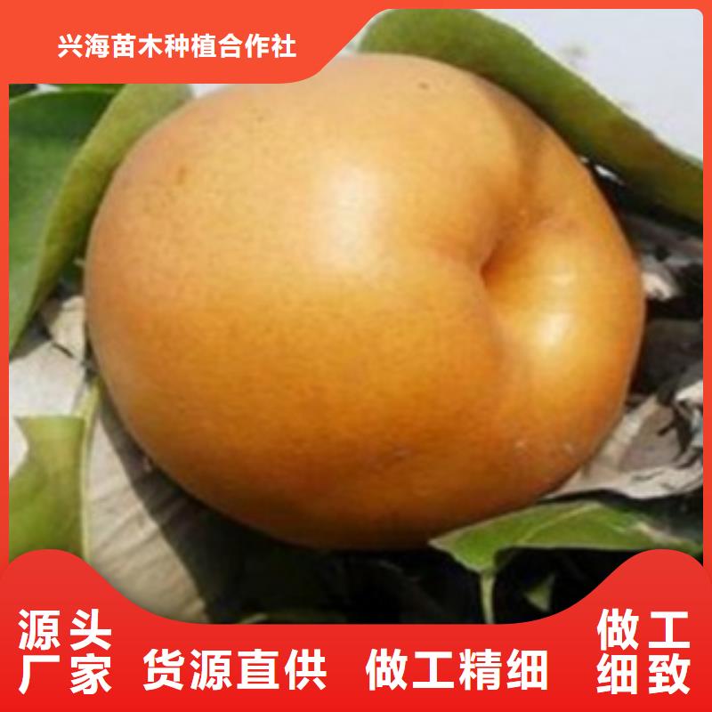 【梨樹(shù)苗藍(lán)莓苗廠家自營(yíng)】