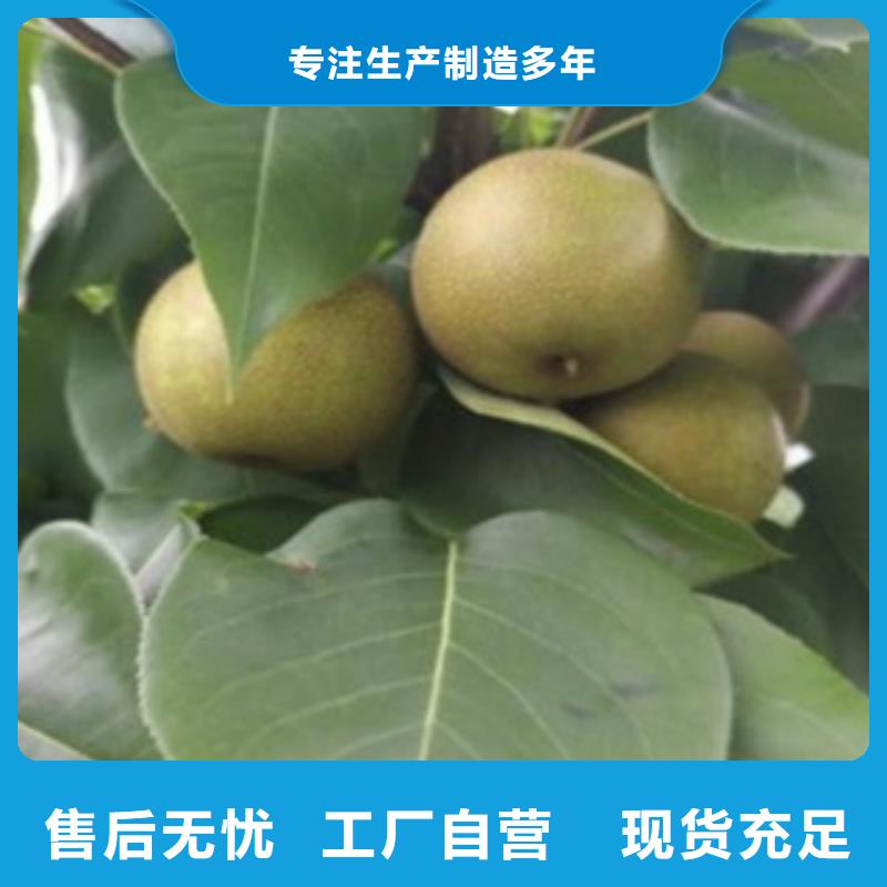 梨樹(shù)苗【花椒苗】當(dāng)?shù)貜S家值得信賴