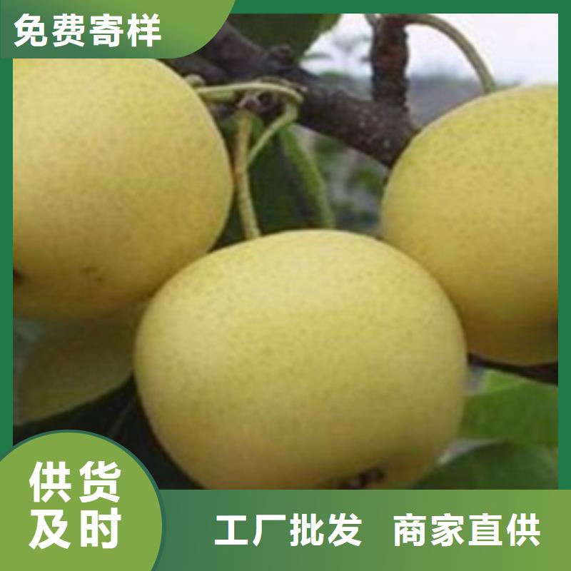 【梨樹(shù)苗】葡萄苗客戶好評(píng)