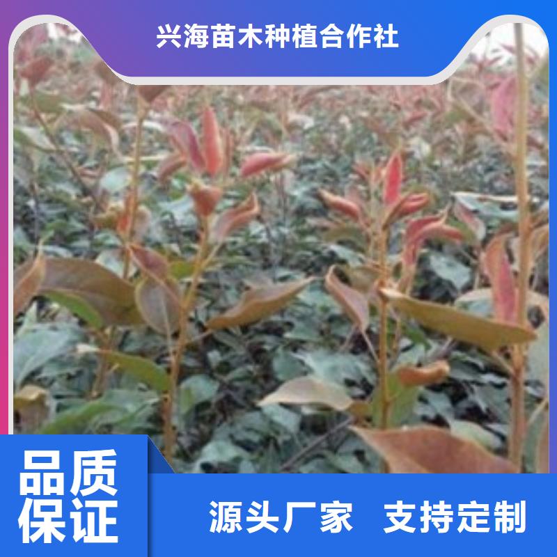 梨樹苗山楂苗量大更優(yōu)惠