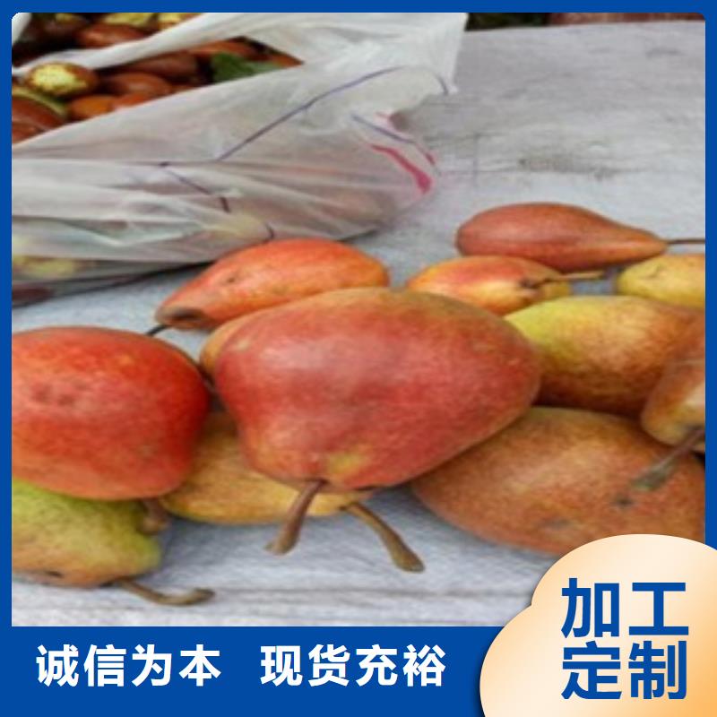 梨樹苗好產(chǎn)品放心購(gòu)