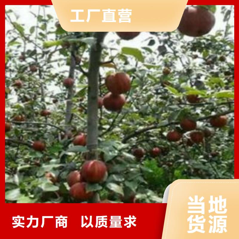 梨樹苗【花椒苗】好貨直銷