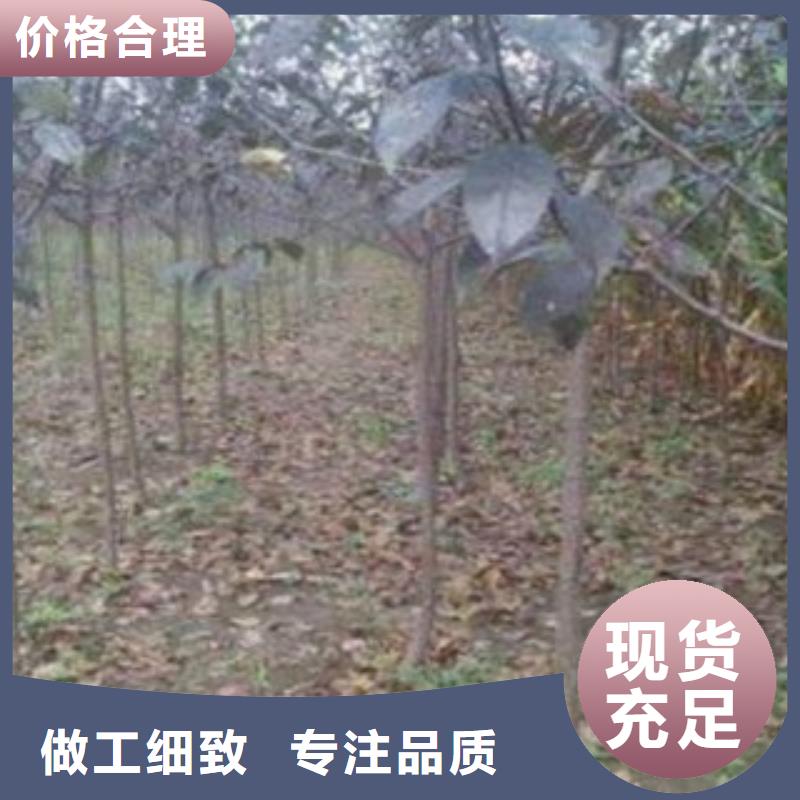 梨樹苗花椒苗源頭廠家來圖定制