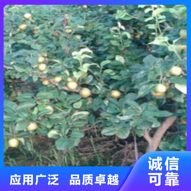 【梨樹(shù)苗】葡萄苗客戶好評(píng)