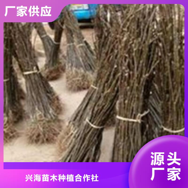 梨樹苗_山楂苗規格型號全