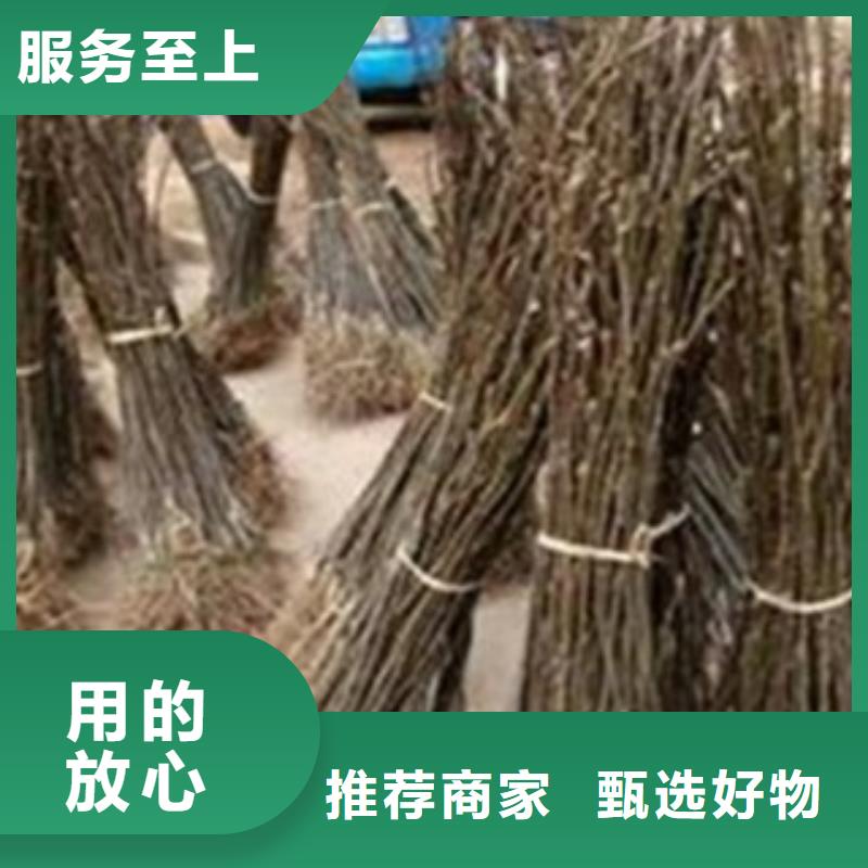 梨树苗价格实惠