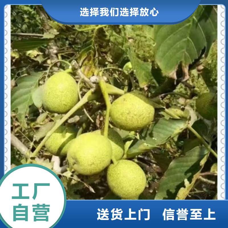 核桃苗質(zhì)量不佳盡管來找我